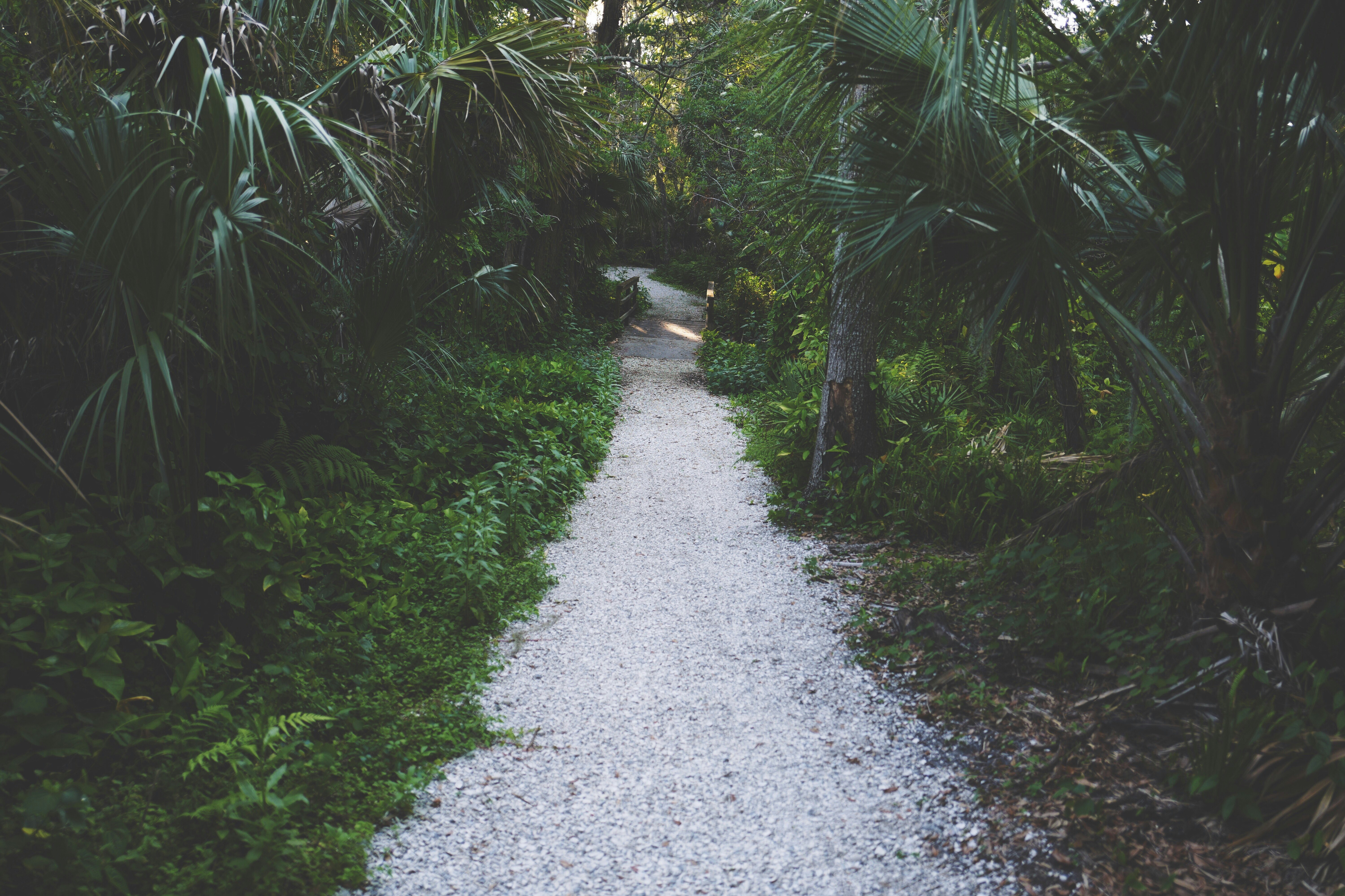 pathway surrounded by trees